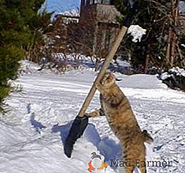 Как да изберем правилната лопата за снегопочистване: съвети и трикове