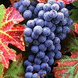 Обучение за трансплантация на грозде през есента: практически съвети