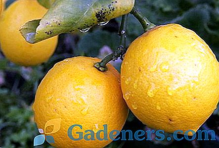 Колко полезен лимон за човешкото тяло