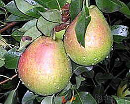 "Marmo" di pera: caratteristiche di cultivar e agrotecnica di coltivazione