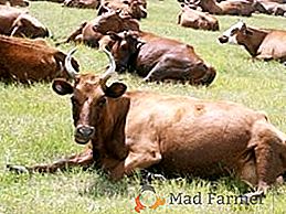 Основните заболявания на кравите: симптоми, лечение, превенция