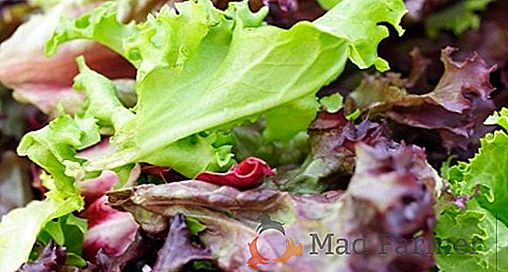 Kilogram salátu stojí více než 5 kilogramů elitního vepřového masa
