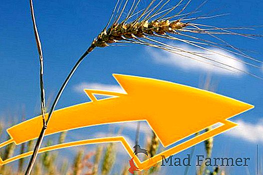 Do leta 2025 bo Ukrajina pokrila 7,7% svetovnega izvoza pšenice