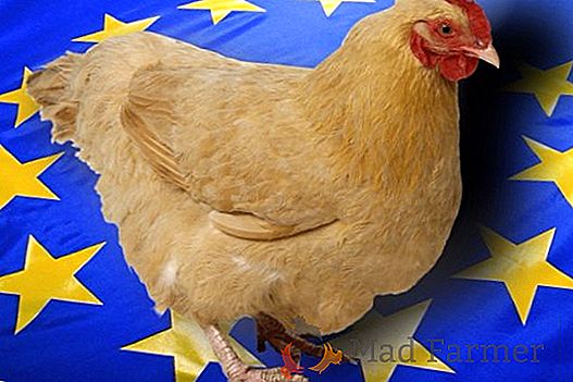 Благодарение на огнища на птичи грип между Украйна и регионални ограничения, наложени от ЕС