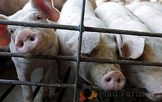 Importazione di carne di maiale dalla regione di Dnepropetrovsk sotto la restrizione della Bielorussia