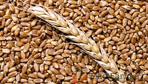 Nella stagione attuale, l'Ucraina ha aumentato l'esportazione di grano biologico