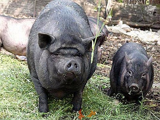 В Prykarpattya забеляза причинителя на африканската чума по свинете