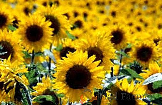 En 2016, Ucrania aumentó la producción de girasol