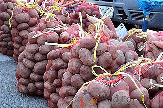Il costo delle patate in Ucraina aumenterà rapidamente