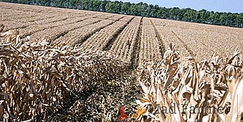 EU plánuje snížit kvóty na bezcelní dodávky kukuřice ukrajinské