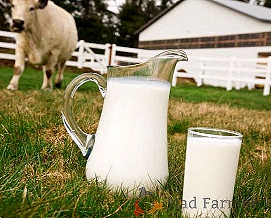 Cena zakupu mleka ukraińskiego wzrosła w styczniu o 50%
