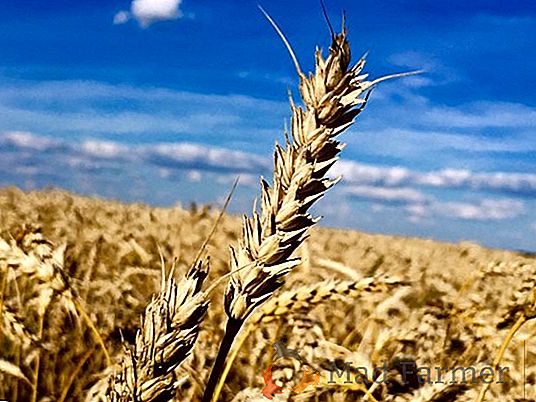 Estados Unidos está listo para negociar el suministro de trigo orgánico ucraniano