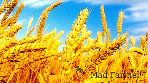Ukrajina je ena glavnih gonilnih sil na svetovnem trgu žita