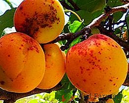 Корисні і цілющі властивості абрикоса
