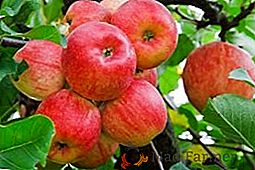 Piantare meli nelle latitudini degli Urali: quale varietà scegliere