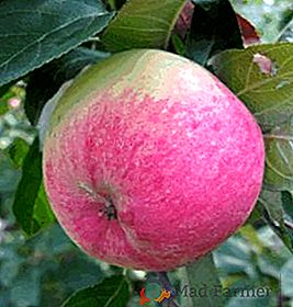 Cultivo del manzano "pera de Moscú" en su jardín