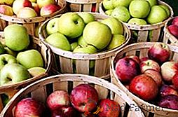 Cum să plantezi și să crești cultivar de mere "Hoț de argint" pe site-ul tău