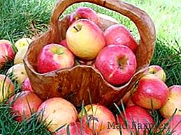 Vrste jabolk: poletje, jesen, zima