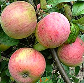 Предности и слабости јабуке Стресање, садња и негу
