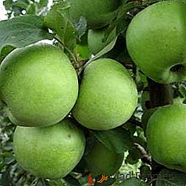 Plusy i minusy jabłoni "Semerenko", sadzenia i pielęgnacji