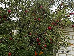 U našem vrtu obrađujemo stablo jabuka Orlik