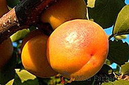 Um pêssego ou damasco? Descrição de damasco "Peach"
