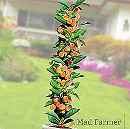 Plantar e cuidar de uma coluna de variedades de damasco "Prince March"