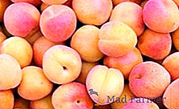 Les meilleures variétés d'abricots