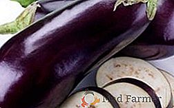 Les meilleures variétés d'aubergines pour la culture en Sibérie
