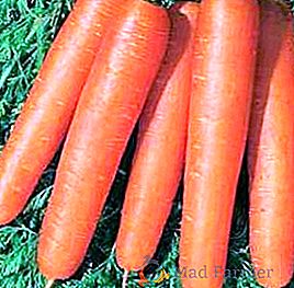 Zanahoria "Nantes": descripción, plantación y cuidado