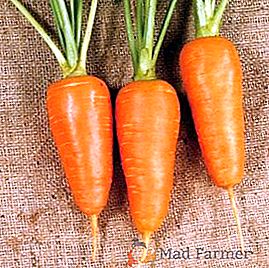 Zanahoria "Shantane 2461": descripción y cultivo