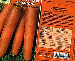 Морква "Самсон": опис, посадка і догляд