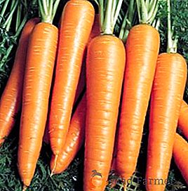 Variété à haut rendement de la carotte Vita Longa