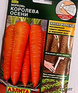 Reina del otoño: características de una variedad de zanahorias