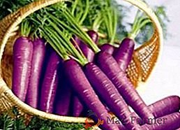 Корисні властивості фіолетовою моркви