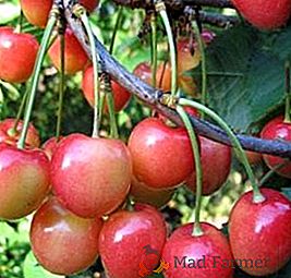 Cherry "Julia": caractéristiques, avantages et inconvénients