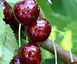 Cherry "Ovstuzhenka": характерни, опрашители, тайни на успешно култивиране