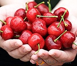 Cherry vrste za srednji pojas