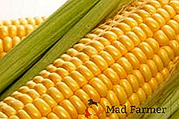 Najlepsze odmiany kukurydzy
