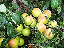 El mejor consejo sobre el cuidado y la siembra de la variedad de pera "Otradnenskaya"