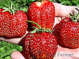 Reguli pentru plantarea și îngrijirea soiului de căpșuni "Festival"