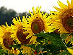 "Sunny kvetina": slnečnicové odrody