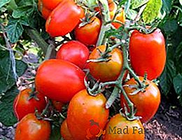 Variedade brilhante de seleção siberiana: tomates Lazybones