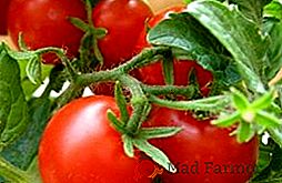Características de la variedad y las reglas para cultivar tomates "Red Red"