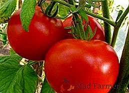 Description et culture des tomates "Volgograd"