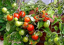 Variedad determinante de tomate Katyusha: para los amantes de los tomates medianamente maduros