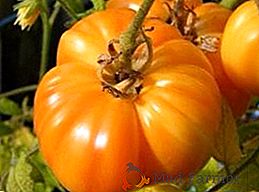 Grande variedade doméstica de tomates "Orange giant"