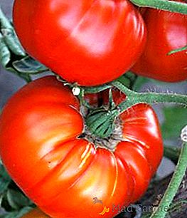 Domáce odroda paradajka King skoro
