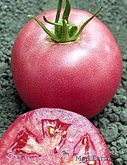 Híbrido holandês: variedade de tomate Pink Unicum