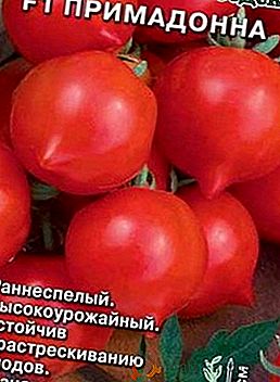 Wczesna dojrzałość i wysoki plon: pomidory "Primadonna"